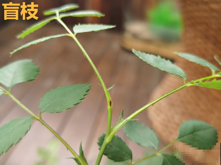 8种花，5月要赶紧修剪，剪完了还能窜新芽