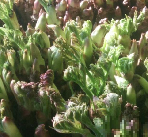 饭桌上不常见的野菜，吃过的人是少数，农村人才认识！