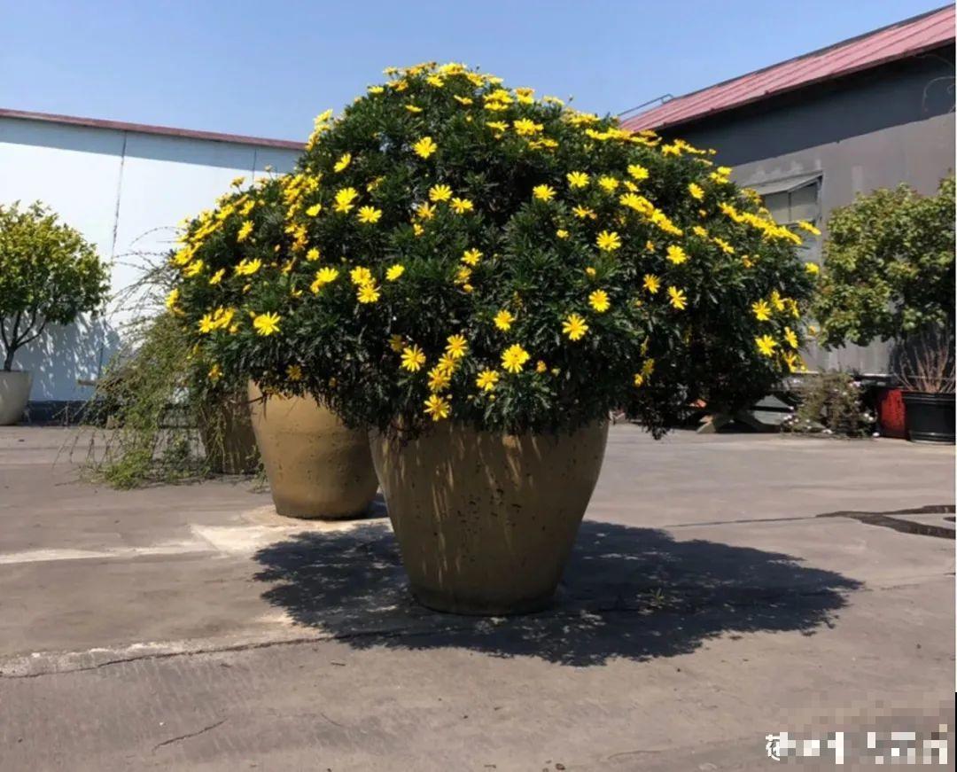 虎皮兰,红掌,吊兰养成老桩,变成大树,真壮观! 虎皮兰,红掌,吊兰养成老桩,变成大树,真壮观!