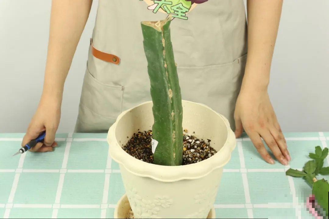 火龙果的叶子长得眼熟，仔细一看竟是蟹爪兰，还能接出甜果子！