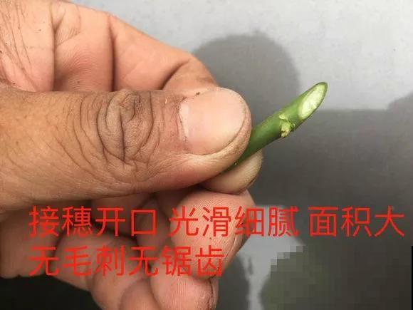 山上挖一棵野蔷薇，回家绑上月季枝，立马变成高价老桩！