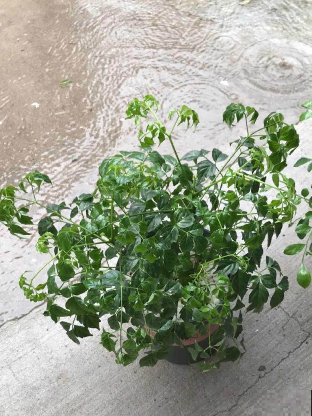 20种花,夏天这么浇水,长得快、开花多! 20种花,夏天这么浇水,长得快、开花多!