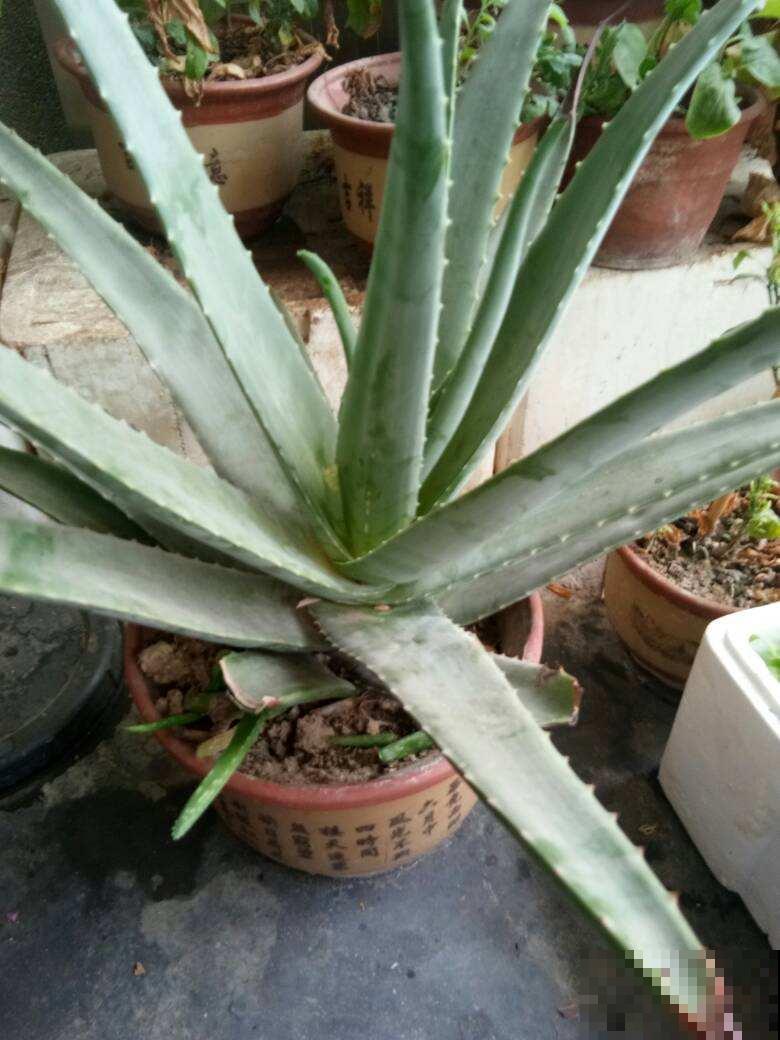 家里养盆芦荟，净化空气、消炎杀菌，养人养身心