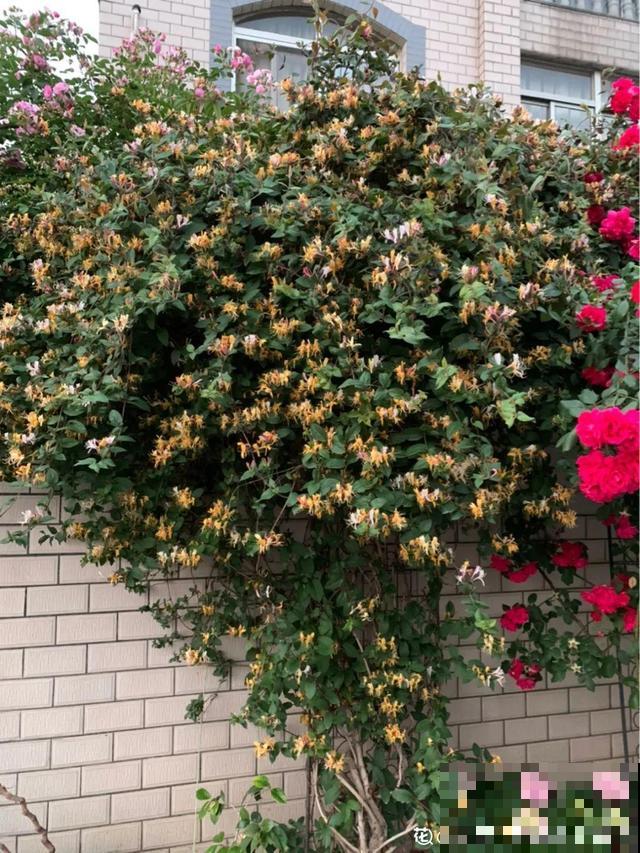 路边养6种花,香味能传3里地,香掉你的鼻子! 路边养6种花,香味能传3里地,香掉你的鼻子!