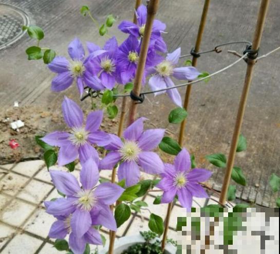 铁线莲开败了，千万别乱剪，小心再也不开花！