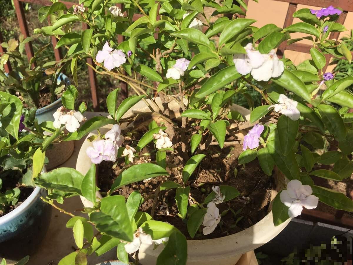 鸳鸯茉莉很神奇，花瓣是变脸大师，白天晚上是两个色！