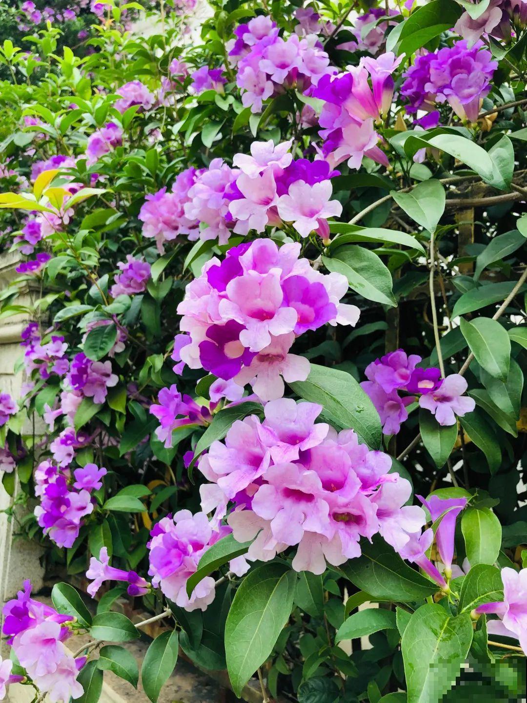 这些花，听名字就不想养，没想到开花后美呆了！