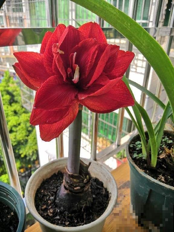初夏雨水多，有些花淋雨必死，还不赶紧端回家？