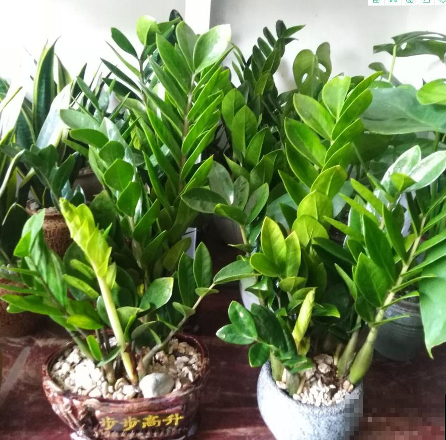 这花最怕乱浇水,一浇就黄叶烂根,不浇反而冒侧芽! 这花最怕乱浇水,一浇就黄叶烂根,不浇反而冒侧芽!