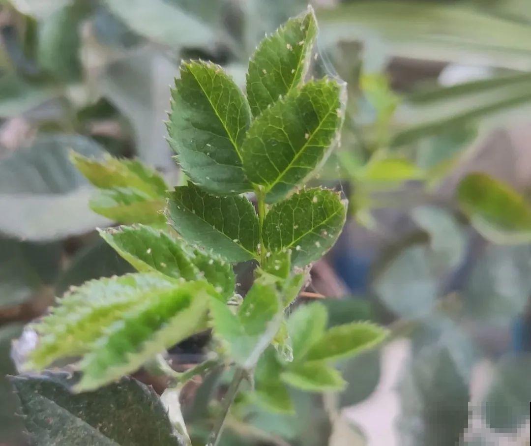 18种难养的花，把握一个点，就能起死回生！