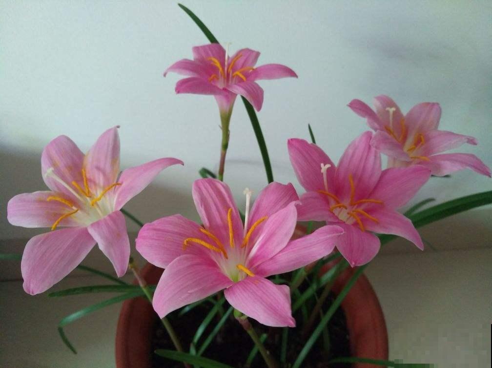 花也爱喝感冒颗粒，溶化后喂花喝掉，就像打了鸡血一般！