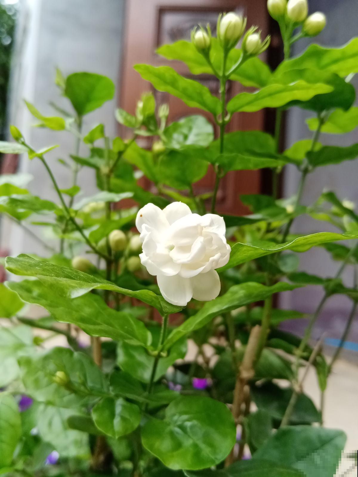 养了十年的茉莉结满种子,花友惊喜交加,赶紧播种出十几棵! 养了十年的茉莉结满种子,花友惊喜交加,赶紧播种出十几棵!