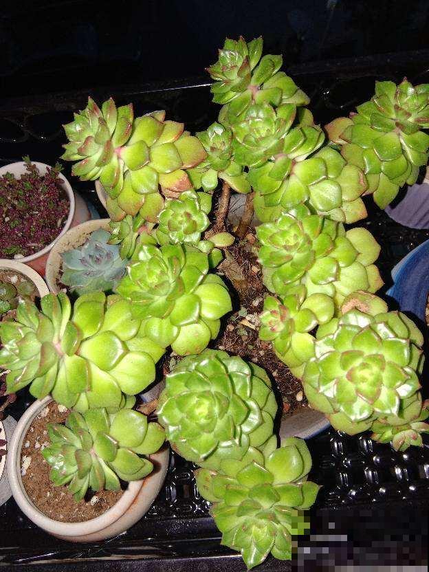 夏天浇这5种水，那就是养花夺命水，赶紧改掉