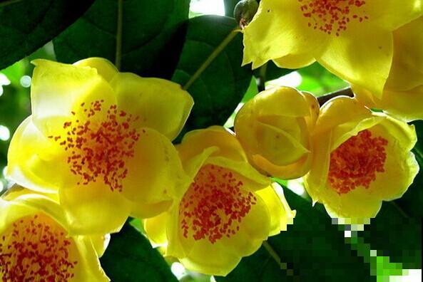 这花是茶族皇后，品种稀少又珍贵，国家一级保护植物！