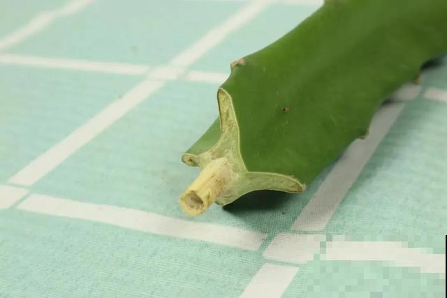 夏天潮湿闷热，一不小心花就烂根，看准时机砍掉，照样长出新叶子