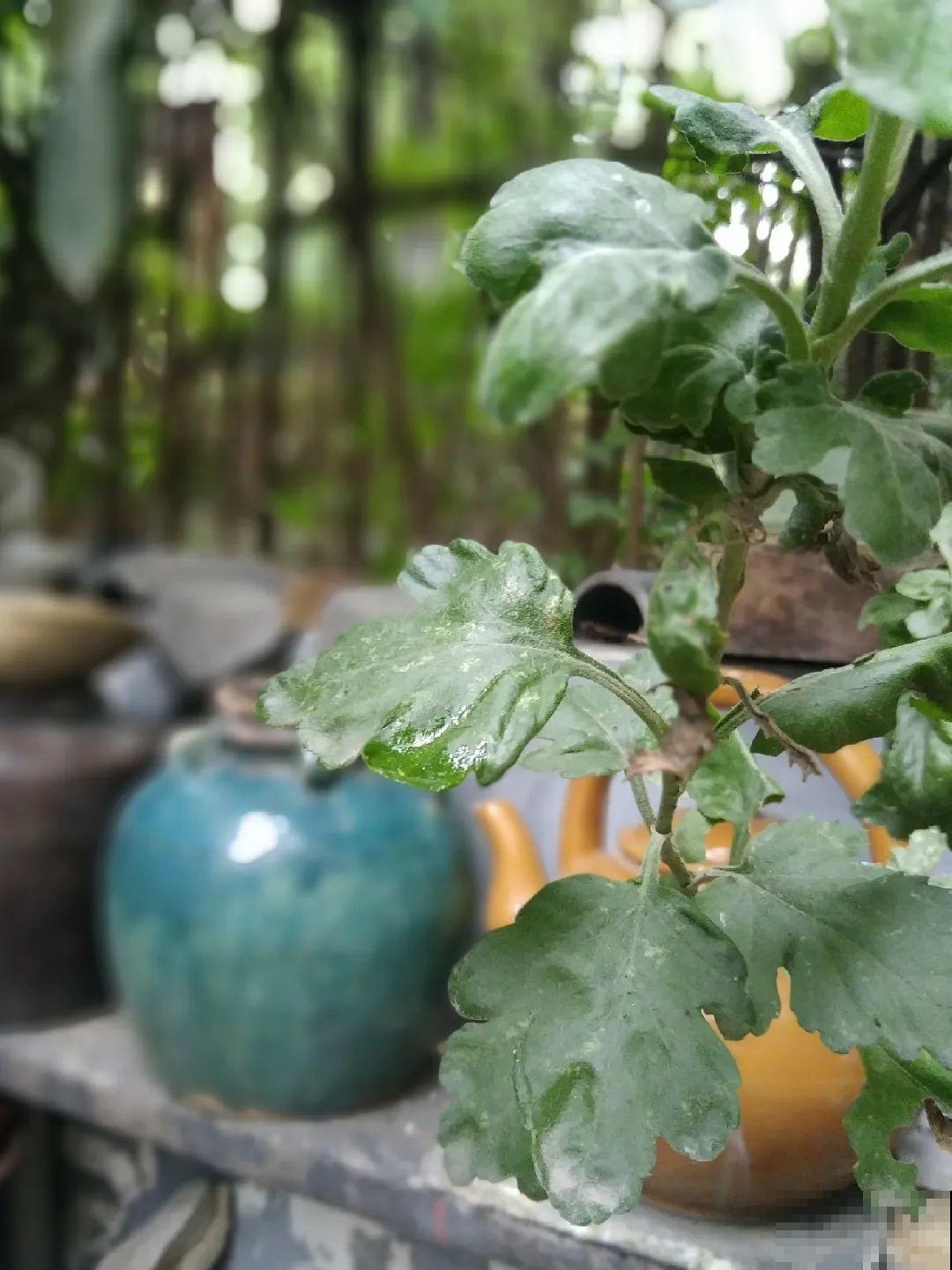 我想回农村,院子里养花、种菜,过清闲日子 我想回农村,院子里养花、种菜,过清闲日子