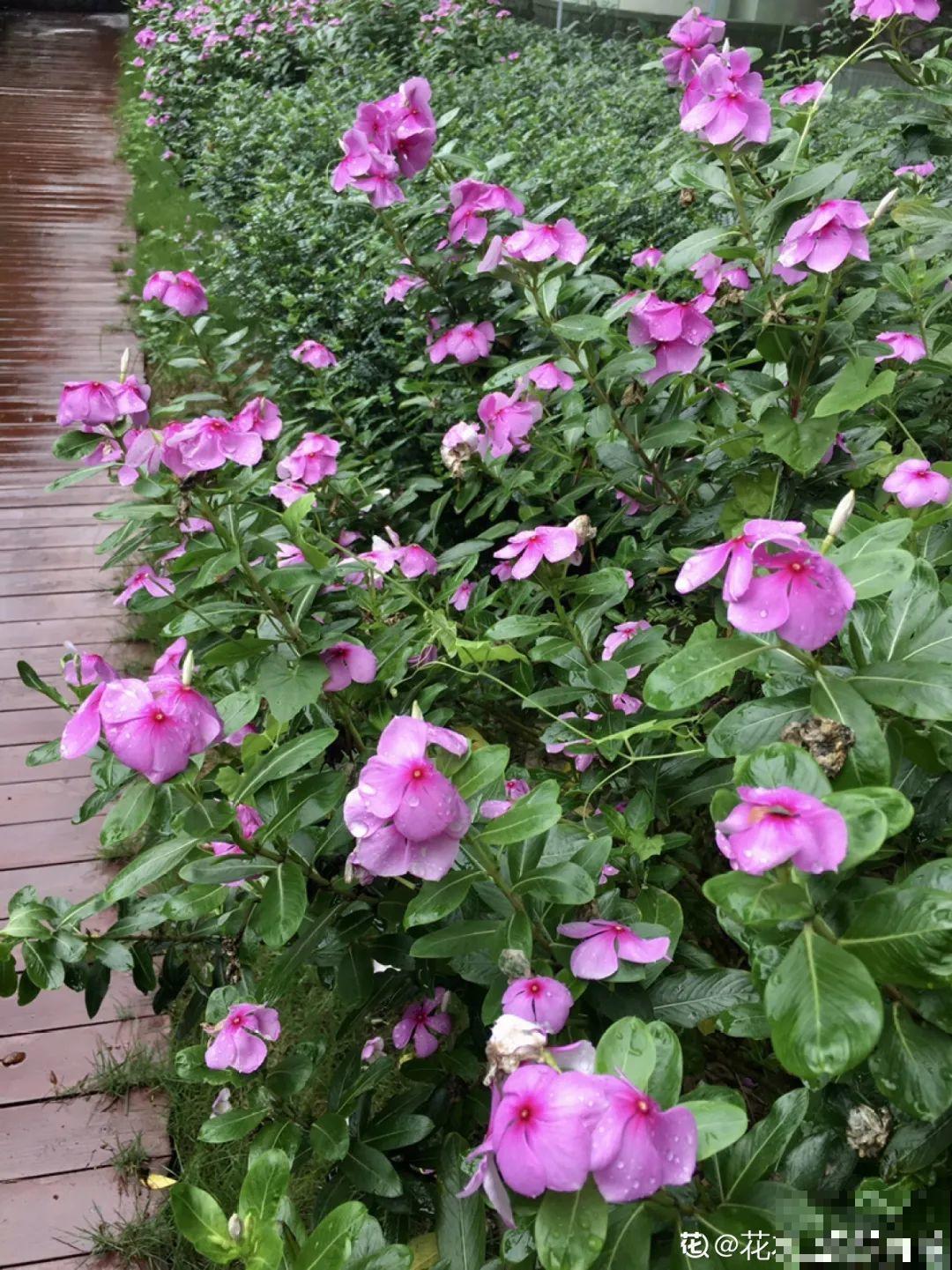 7种花最干净,门口、窗台放一盆,蚊虫不敢靠近! 7种花最干净,门口、窗台放一盆,蚊虫不敢靠近!