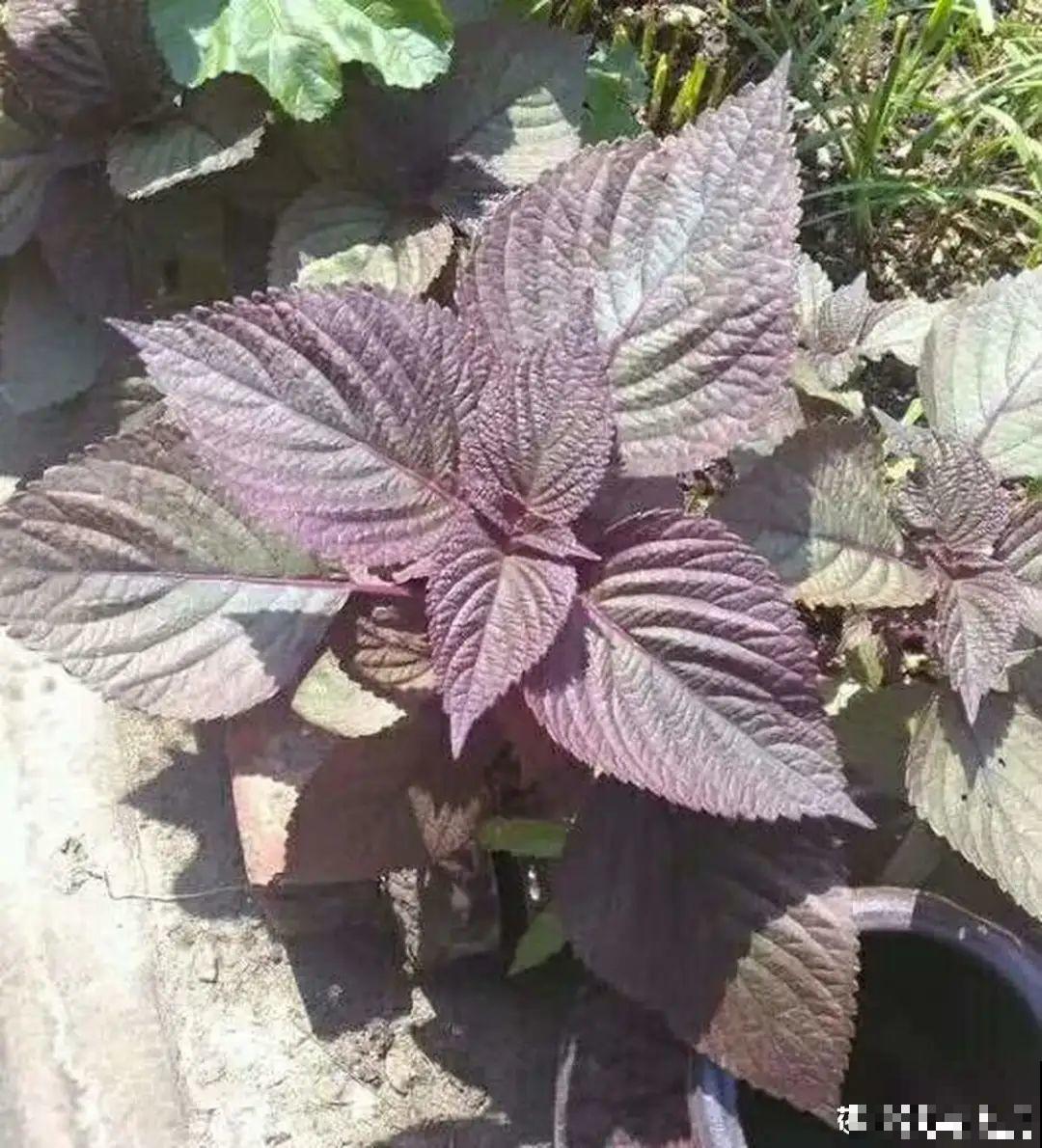 8种花夏天必须养,掐一把炒菜特别香,清热去火不中暑! 8种花夏天必须养,掐一把炒菜特别香,清热去火不中暑!