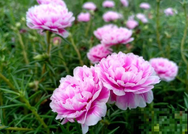 晒不死的3种花，一晒就冒花苞，一缺光就徒长！