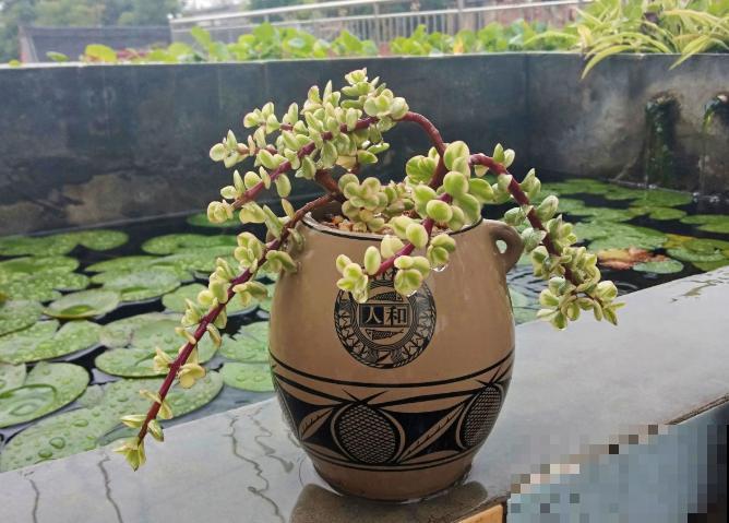 花盆买不起，自己动手做，好看又实用！
