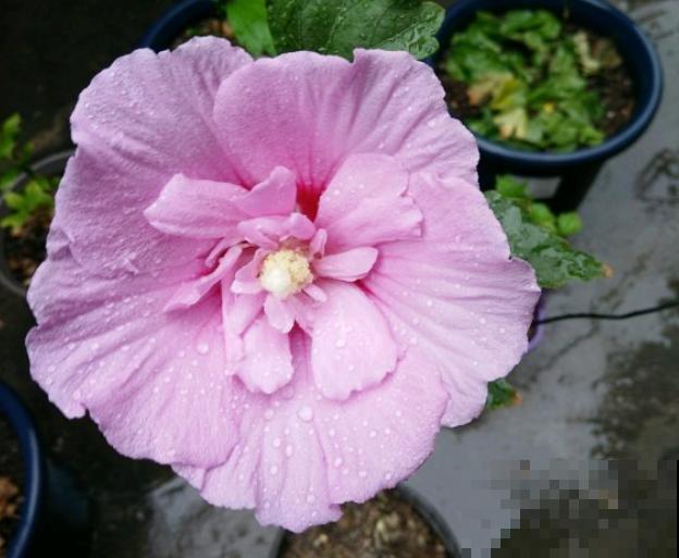 路边的木槿花开了,老人摘了一大筐,上锅蒸比肉还香! 路边的木槿花开了,老人摘了一大筐,上锅蒸比肉还香!