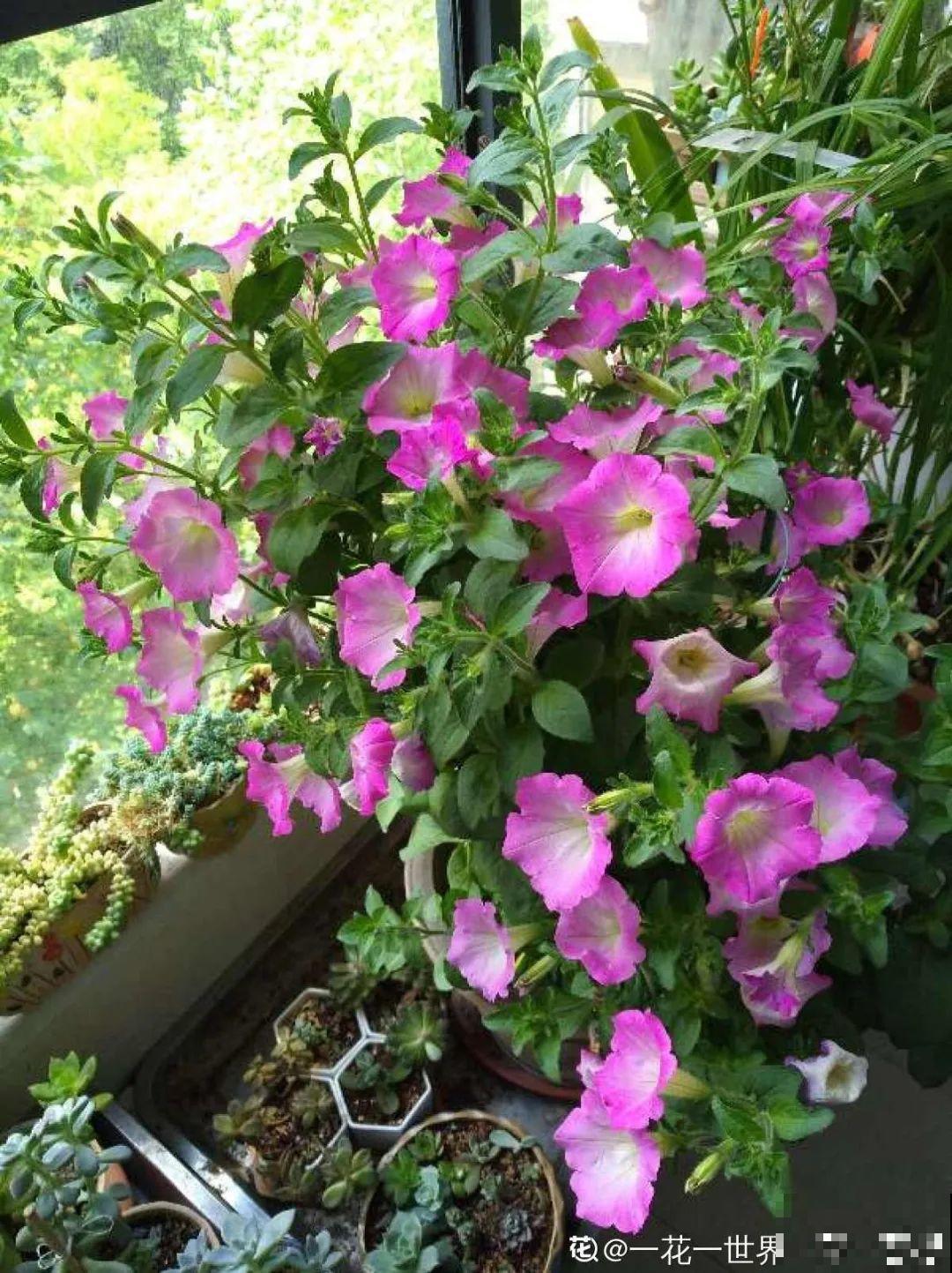12种花，适合夹缝里养，不占地儿、开花最多！