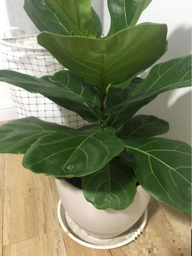 爆火的网红花，养护有难度，学会这6点才能养好