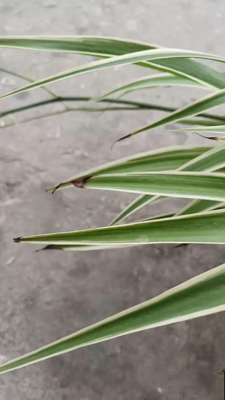 4种花爱喝啤酒，半个月给它喂1盅，越喝叶子越绿