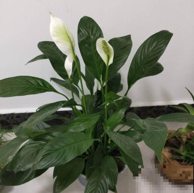 卫生间种花，后果很严重，上厕所都没地方！