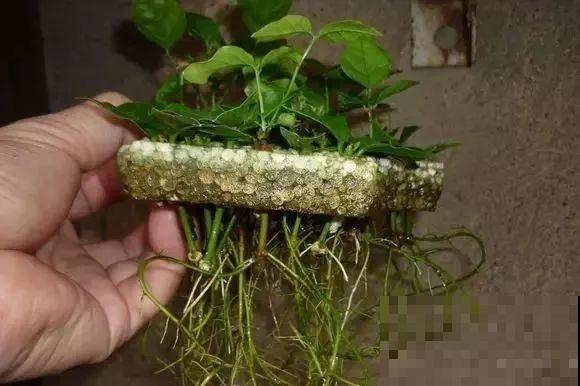 茉莉花后赶紧剪,剪完就开花,一直剪一直开! 茉莉花后赶紧剪,剪完就开花,一直剪一直开!