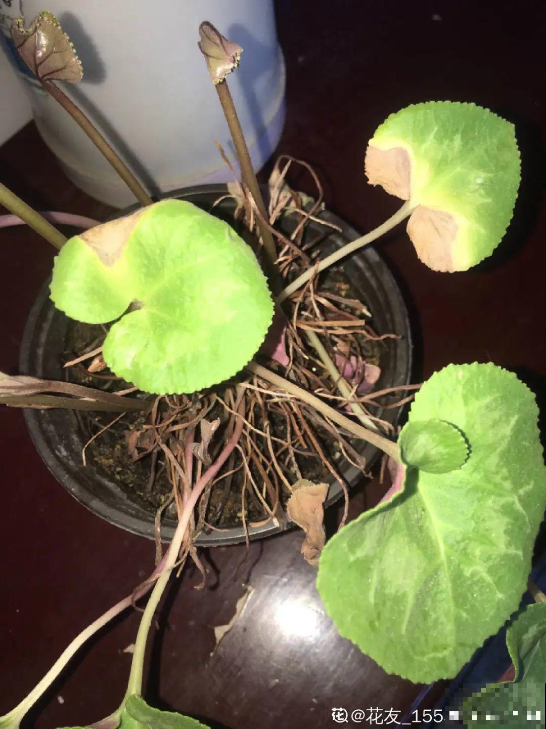 叶子唰啦全剪了，竟然冒出满盆花苞，神奇！