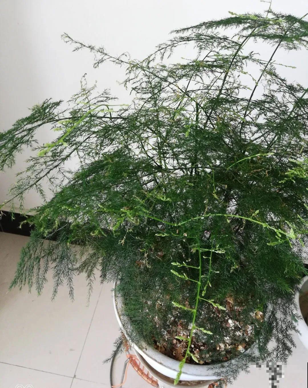 12种花,天越热越长得快,记得多浇水! 12种花,天越热越长得快,记得多浇水!