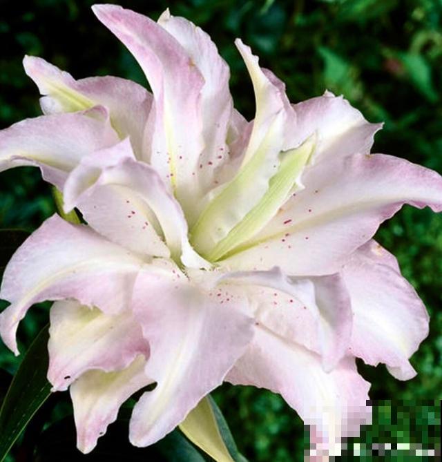 百合花品种那么多,这些中国原生百合,你见过几种? 百合花品种那么多,这些中国原生百合,你见过几种?