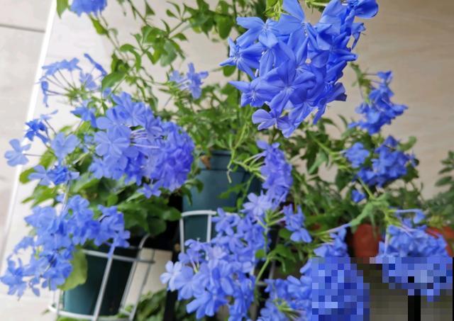 晒不死的3种花，一晒就冒花苞，一缺光就徒长！