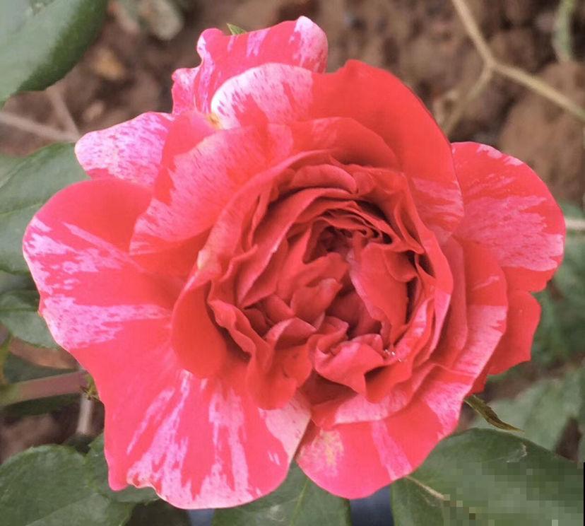 老祖宗留下的养花谚语,句句都是精华,太实用了! 老祖宗留下的养花谚语,句句都是精华,太实用了!