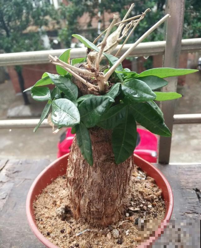 花出现黄叶打蔫，千万别扔，还能救回来！