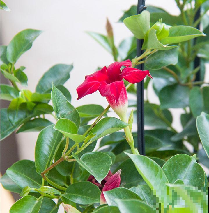越热越开花的红蝉花，1个月窜2米，开成漂亮花瀑布！