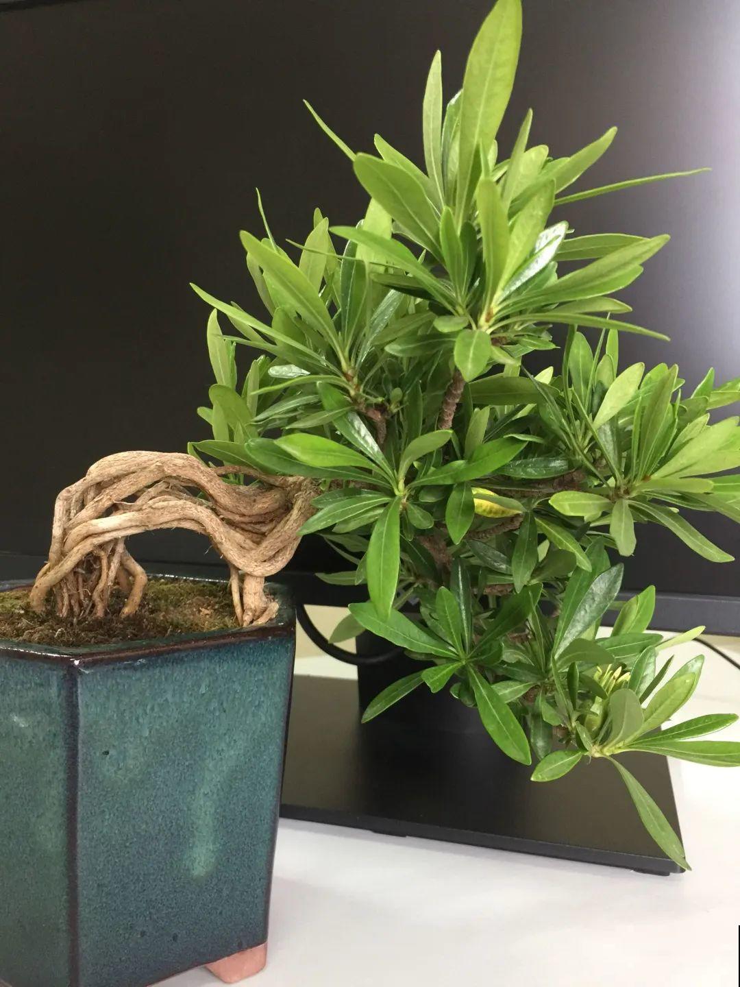 吊兰就用小盆养，根系拽一拽，立马变老桩！