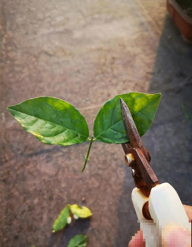 超耐晒的茉莉花,30℃高温照样开,满屋子都是香气! 超耐晒的茉莉花,30℃高温照样开,满屋子都是香气!
