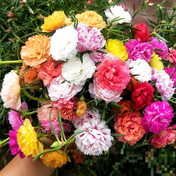 死不了的太阳花，夏天能把盆撑破，20多个品种你都没见过！