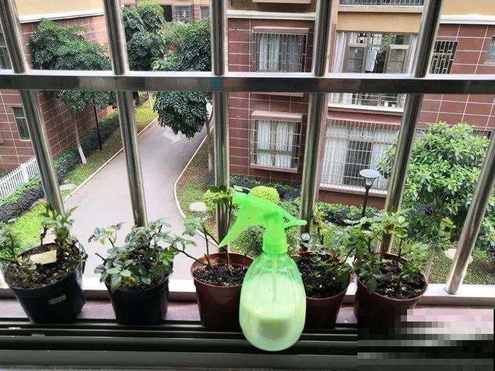 自制杀菌水、杀虫水，3天给花喷一次，虫病全扫光！