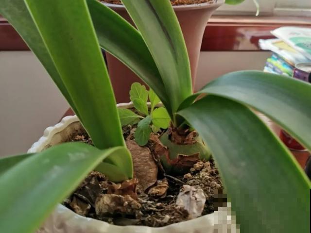 10种花，落片叶子就生根，盆里长满小崽！