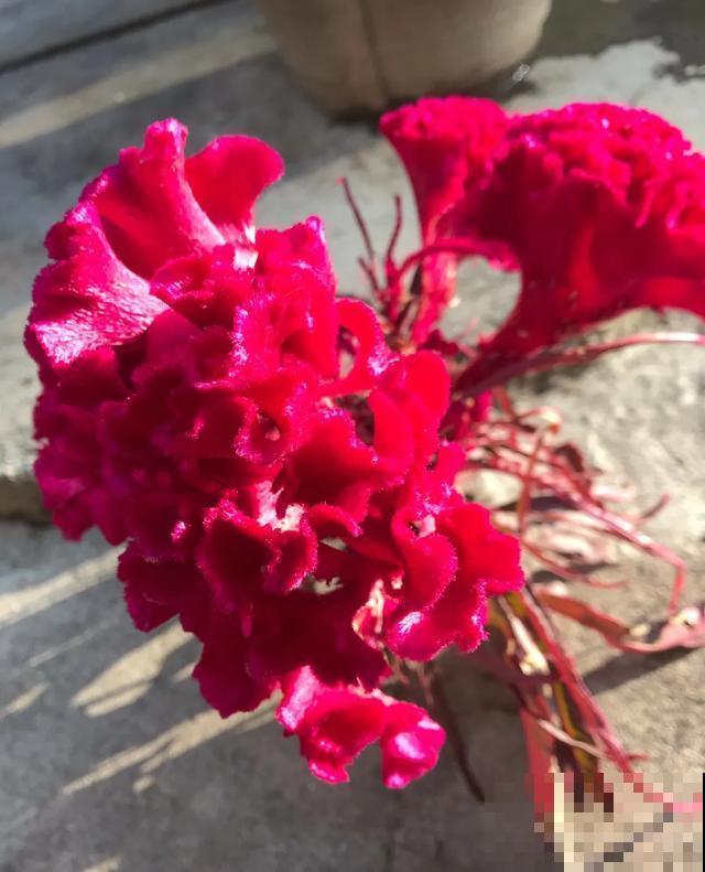 真正的花坚强,墙缝、地缝都能长,开花特别旺! 真正的花坚强,墙缝、地缝都能长,开花特别旺!