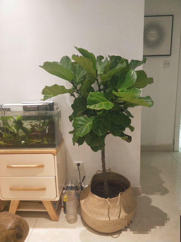 9种腔调十足的花,气质满满,养一盆家里格调提八度 9种腔调十足的花,气质满满,养一盆家里格调提八度