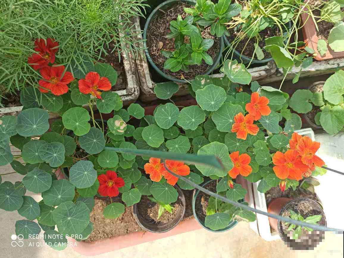家里的花莫名其妙黄叶干枯，其实是想吃酸了，不然会死掉！
