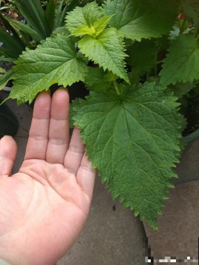 7种花插土里，立马长满院子，蚊虫不敢靠近！