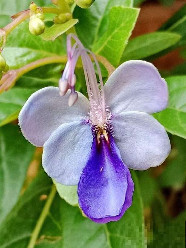 3种花开花就像小蝴蝶,好养皮实,种上一片美翻了 3种花开花就像小蝴蝶,好养皮实,种上一片美翻了