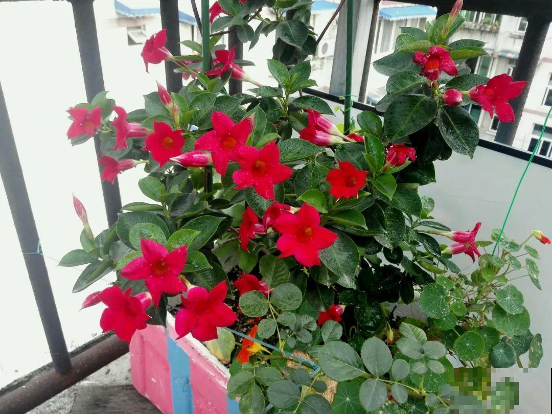 越热越开花的红蝉花，1个月窜2米，开成漂亮花瀑布！