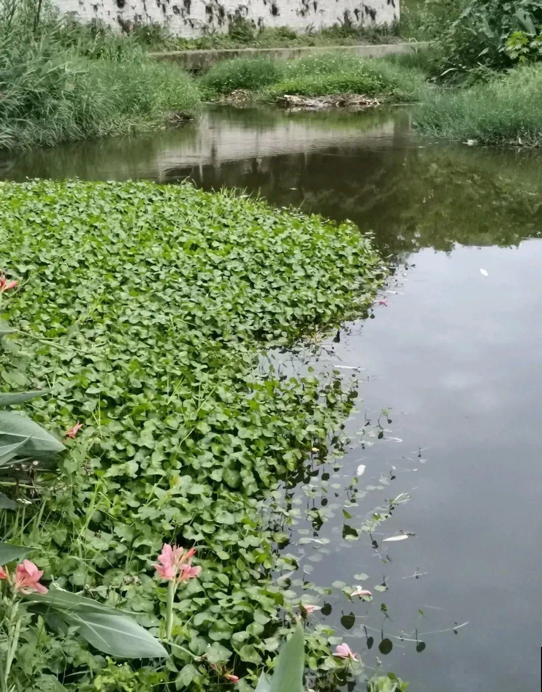 3种花掐个枝就能养，一周内就生根，省下一大笔买花钱