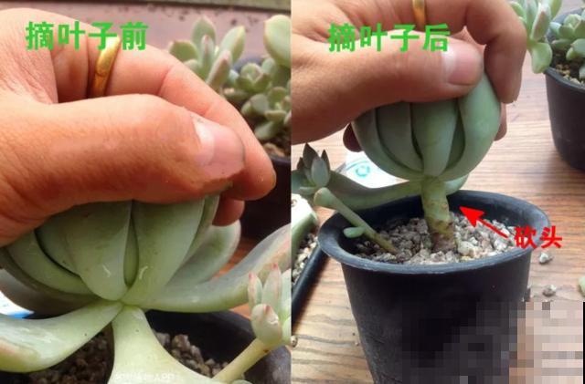 多肉快速爆盆法，撸几片叶子，放着不管都变胖！